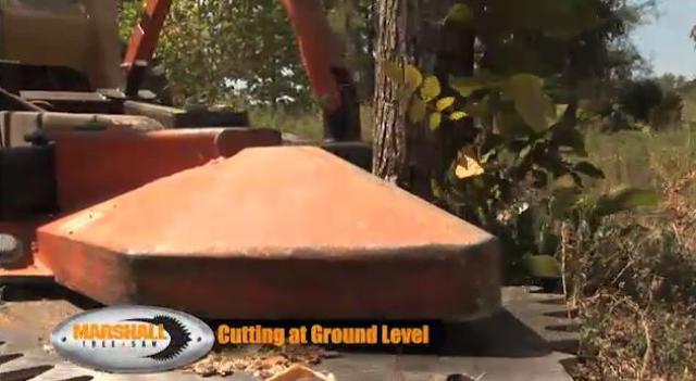 Marshall Tree Saw - Cutting