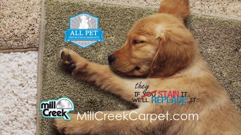 Mill Creek's Dog Days of Summer